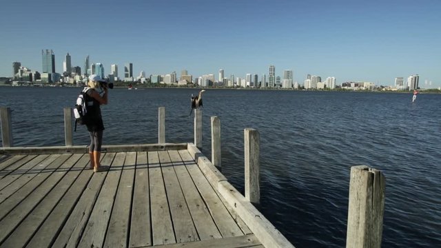 photographer woman photographing close an australian Darter on a wooden jetty on the Swan River, Perth, Western Australia. Perth city skyline on blurred background.