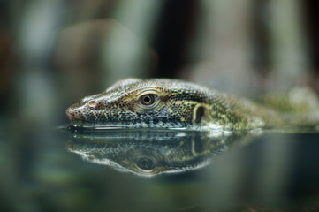 Mertens or Mertens's water monitor (Varanus mertensi) © valeriyap