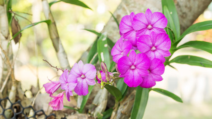 purple orchid flower in a garden.