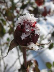 Winter rose bud and snowflakes