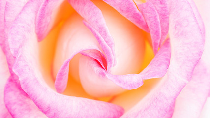 Fototapeta na wymiar Close up of pink rose flower for a background.