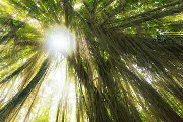 Tropical exotic rain forest jungle sun light rays