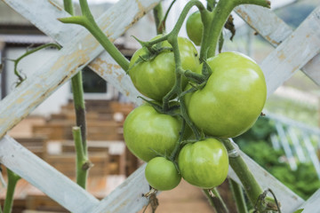 Fresh green tomatoes on white bamboo strips weave in the garden.