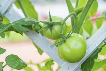 Fresh green tomatoes on white bamboo strips weave in the garden.