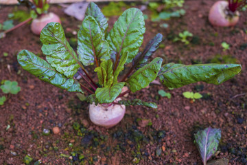 Close up.Fresh Sugar beet root in ground.