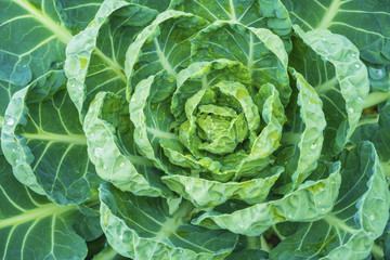 Obraz premium Close up.Fresh Organic Brussels Sprouts Tree on Farm.