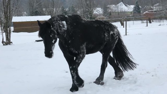 Friesian horse lies in the snow in the winter in the field. Black horse galloping on snow