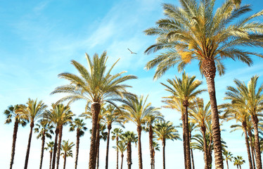 Fototapeta premium Travel, tourism, vacation, nature and summer holidays concept - palm trees, blue sky background amazing landscape
