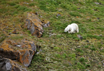 Polar bear in summer Arctic - climate change - Franz Josef Land