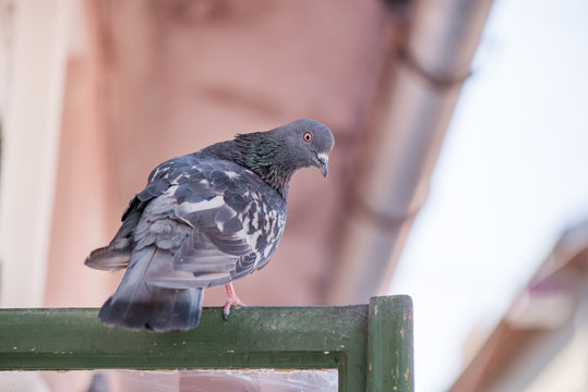 Pigeons sitting on window waiting for food. Birds having a conversation. Urban wildlife