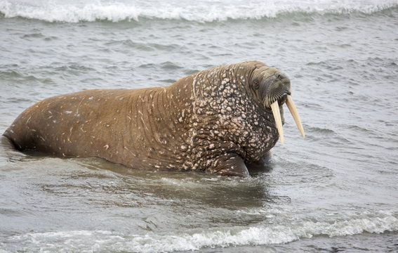Walrus in the sea