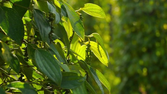 Slowmotion shot of pepper plants at a pepper farm in Asia