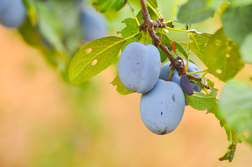 Ripe plums on branch. Plum plantation with a ripe plums on tree