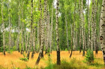 birch sunny forest on a summer morning. lush yellow grass, tree trunks.

