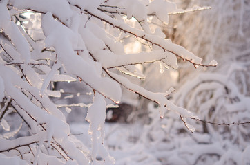 The branches of the tree are covered with snow in the rays of sunset sunlight. Beautiful winter landscape.