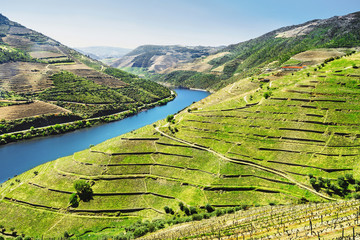 Vineyards in Douro Valley, Portugal, Portuguese port wine - obrazy, fototapety, plakaty