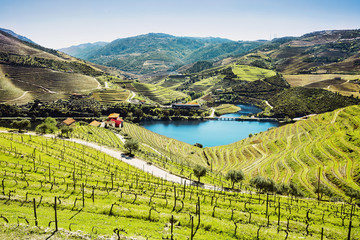 Vineyards in the Valley of the River Douro, Portugal © kite_rin