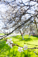 Spring flowers blooming white cherry on a blurred green background grass and garden. Sunny day
