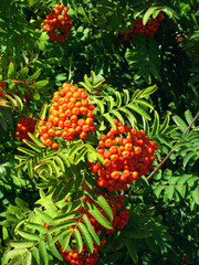 Plants: Close-up of a mountain-ash shrub with hundreds of orange fruits at Horneks Odde in the nature reserve Laesoe Klitplantage