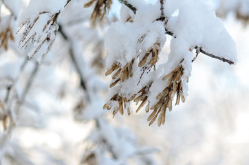 The maple seeds are covered with a thick layer of snow.