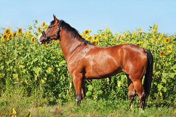 Portrait of nice brown horse hidden in sunflowers 