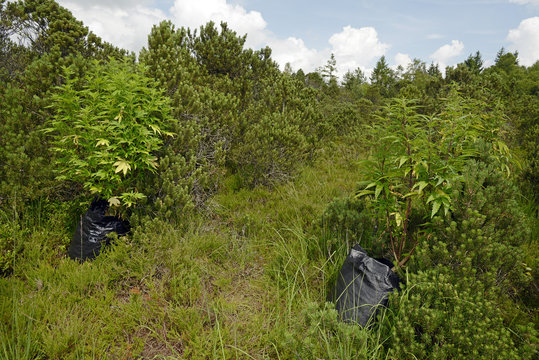 illegaler Anbau von Cannabis in der Natur