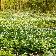 A meadow in a forest with white blossoming flowers