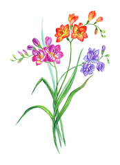 Bouquet of multicolored freesia, watercolor drawing on white background, isolated with clipping path.