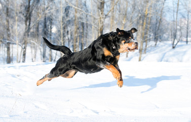 Fototapeta na wymiar Rottweiler plays in the snow