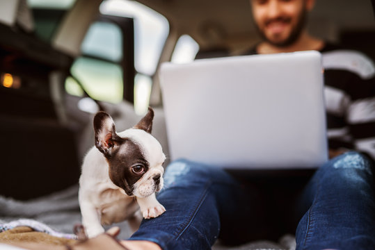 Close up of lovely cute little dog wants to play with his owner while he sitting in the back of a car and holding a laptop.