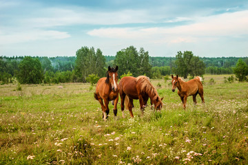 Fototapeta premium Three red horses graze on flowering meadow