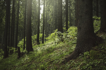 natural landscape, pine trees in green forest