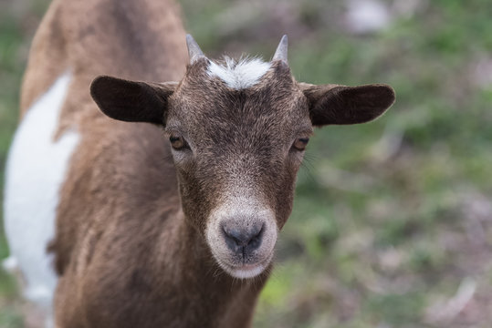 White and brown wild goat, head
