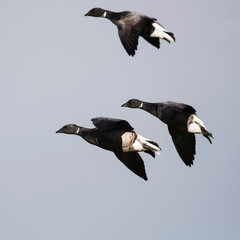 Brent Goose, Branta bernicla