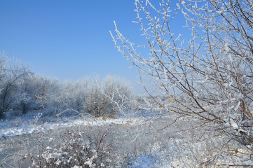 The sunny frost is a beautiful morning. All plants are covered with white fluffy hoarfrost against...