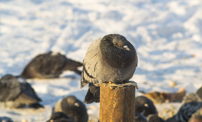 the king of the birds close up