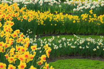 Obraz premium Narzissen im Frühling