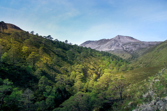 looking up to benn eighe mountain at kinlochewe scotland