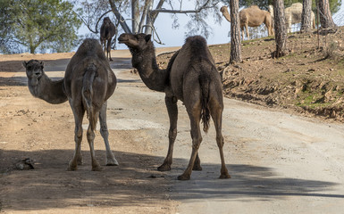 Camel, Dromedary (Camelus dromedarius)