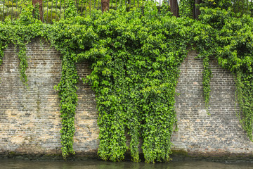 The green ivy on a stone wall - 189464156