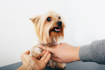 male hands caress yorkshire terrier, behind white background , selective focus on the dog's face, Dog trust