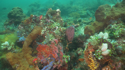 Moray eel on coral reef. Underwater world with corals and tropical fish. Diving and snorkeling in the tropical sea. Travel concept. Bali,Indonesia.