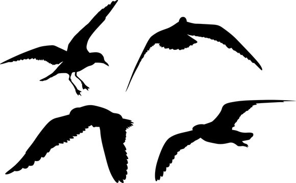 set of four gull black silhouettes