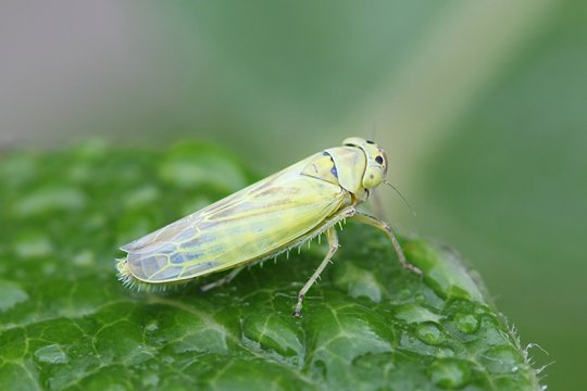 Green leafhopper, Cicadella sp, posing on a leaf