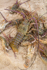 langoustes
