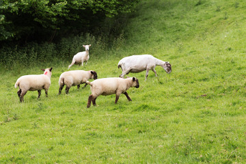 Obraz na płótnie Canvas Idillic meadow landscape with sheep, lambs, ram