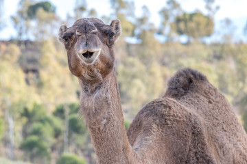 Camel, Dromedary (Camelus dromedarius)