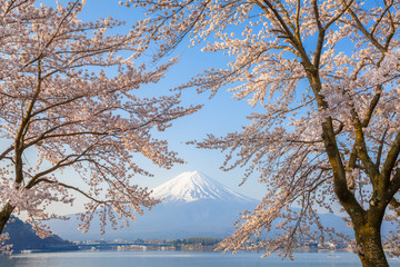Sakura cherry blossom and Mt. Fuji at Kawaguchiko lake , Japan  in spring season