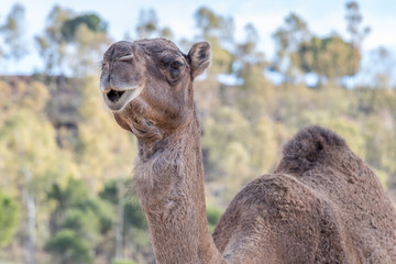 Obraz premium Camel, Dromedary (Camelus dromedarius)