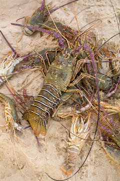 langoustes